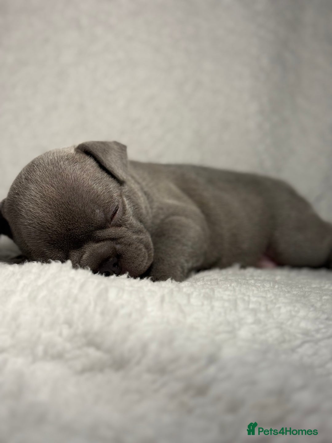 French Bulldog dogs for sale: Boy 1 - Image 8