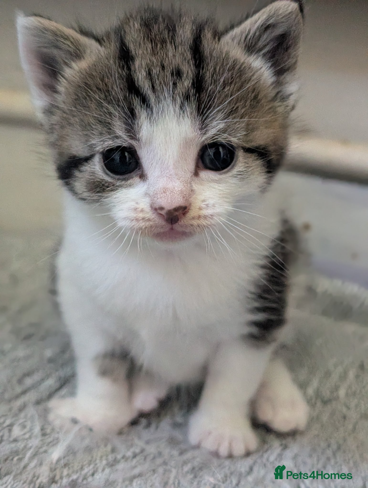Domestic Shorthair cats Tabby/grey and white kittens! - Advert 5