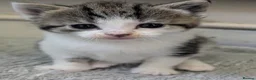 Domestic Shorthair cats for sale: Tabby/grey and white kittens! - Advert 1