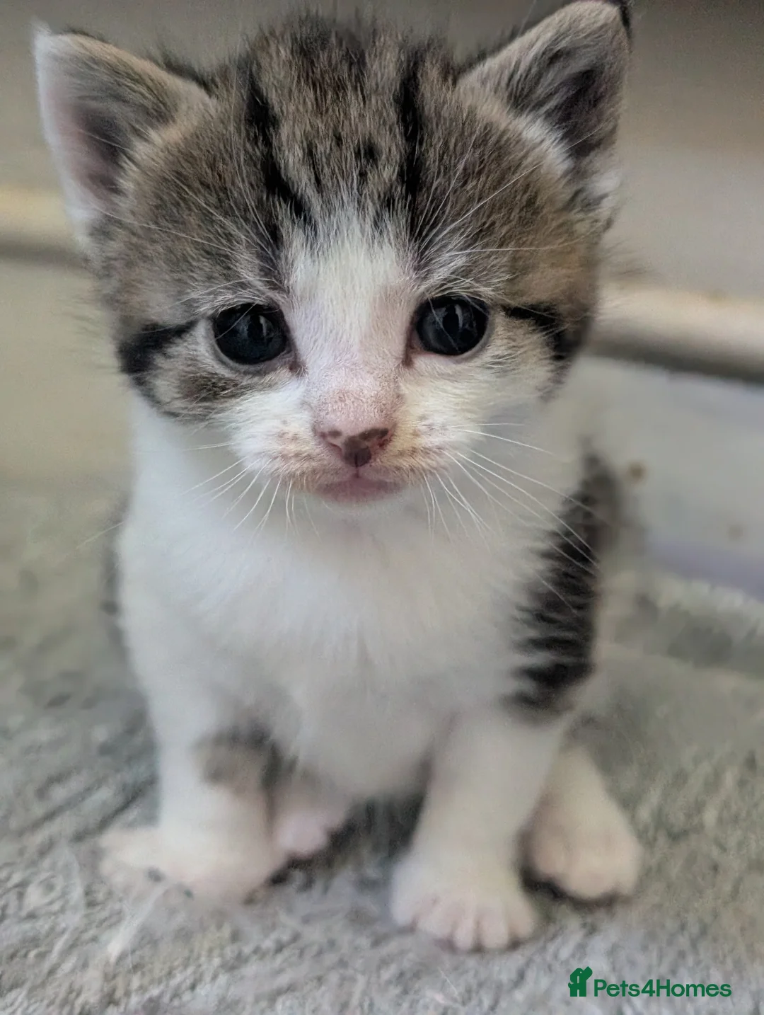 Domestic Shorthair cats for sale: Tabby/grey and white kittens! - Advert 1