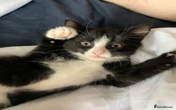 Domestic Shorthair cats for sale: Tuxedo Kitten for sale - Image 2