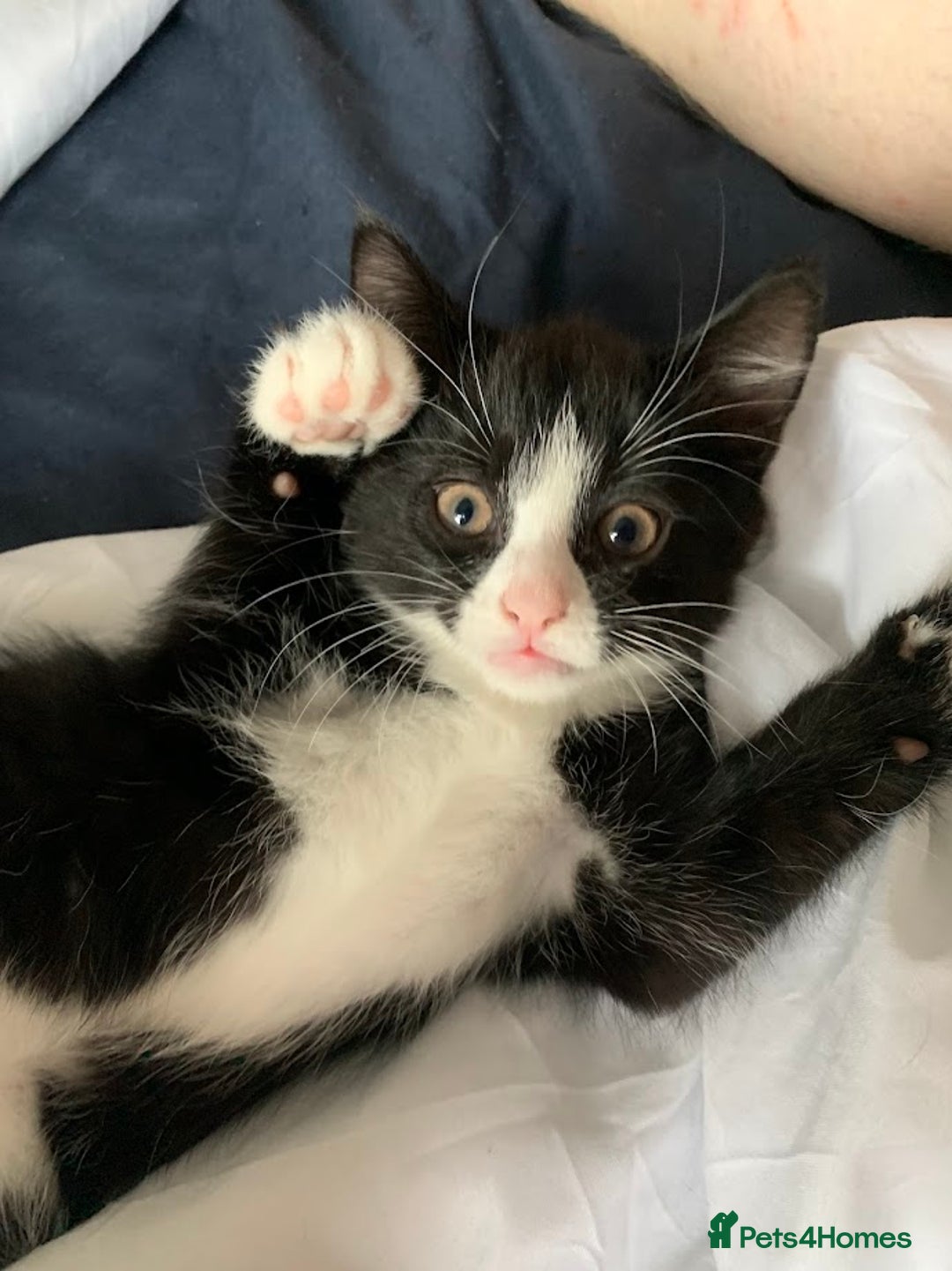 Domestic Shorthair cats for sale: Tuxedo Kitten for sale - Image 2