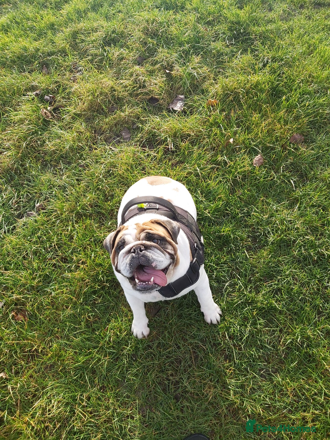 English Bulldog dogs for sale: 4 yr old female English (British)bulldog  - Advert 2