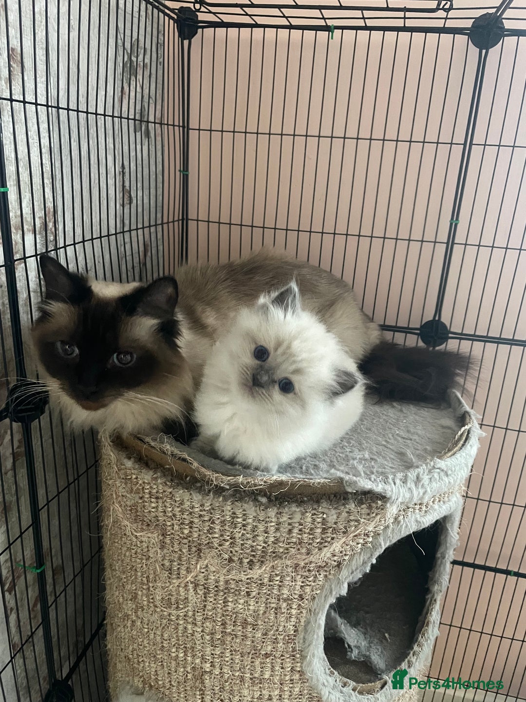 Ragdoll cats for sale: Ragdoll  - Advert 5