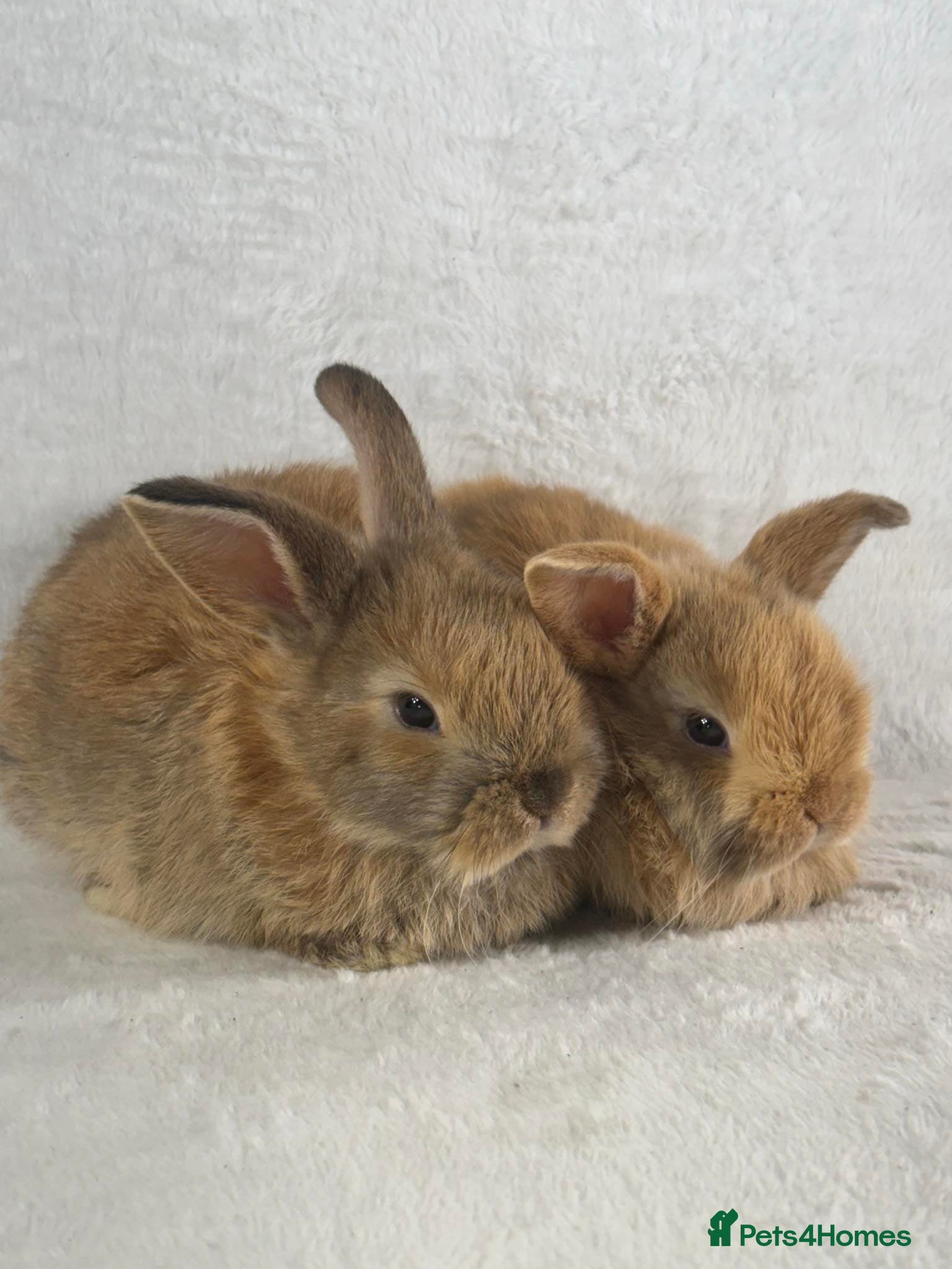 Mini Lop rabbits 2 x ginger/brown mini lop rabbits - Advert 9