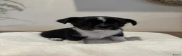 Mixed Breed dogs for sale: Lovely litter of beautiful shichis - Advert 6