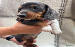 Miniature Dachshund dogs for sale: LAST GIRL!!🐶🖤KC MINIATURE DACHSHUND PUPPIES🖤🐶 - Image 6