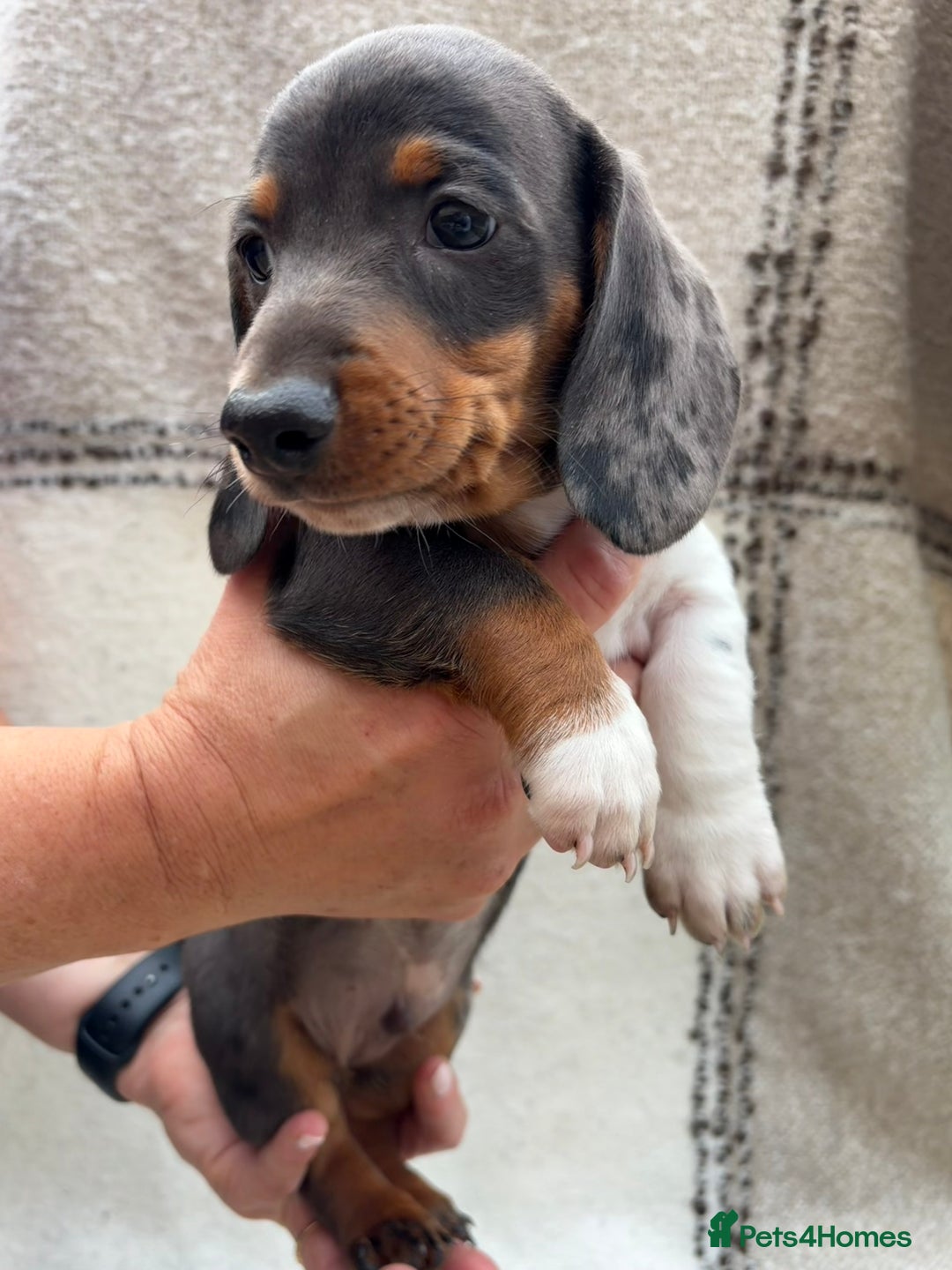 Miniature Dachshund dogs for sale: LAST GIRL!!🐶🖤KC MINIATURE DACHSHUND PUPPIES🖤🐶 - Image 6