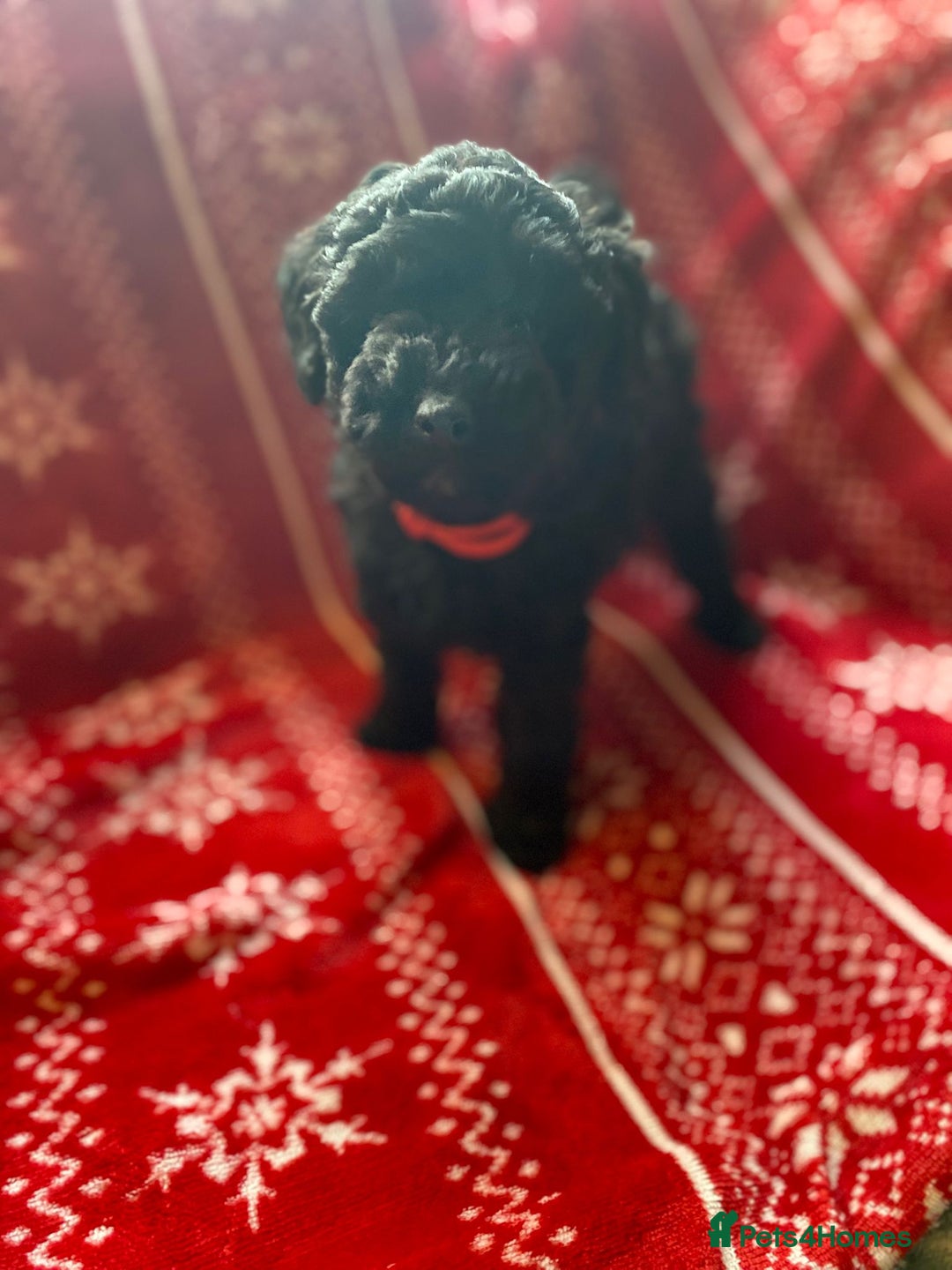 Toy Poodle dogs for stud: *STUD* Gorgeous KC Registered Toy Poodle in Manchester - Advert 39