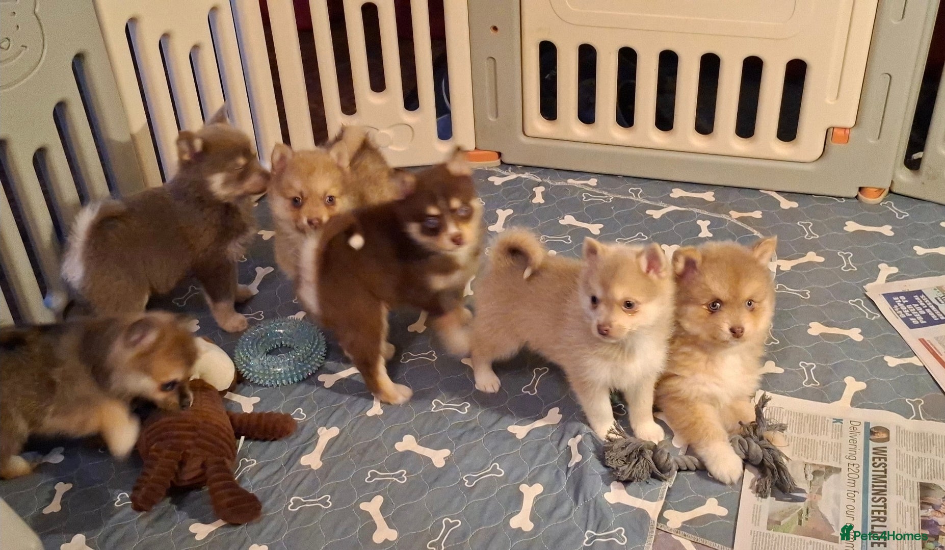 Pomsky dogs Blue Eyed F4 Toy Pomskies Ready Now - Advert 15