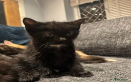 Mixed Breed cats for sale: **2 kittens left*** Beautiful litter - Image 3