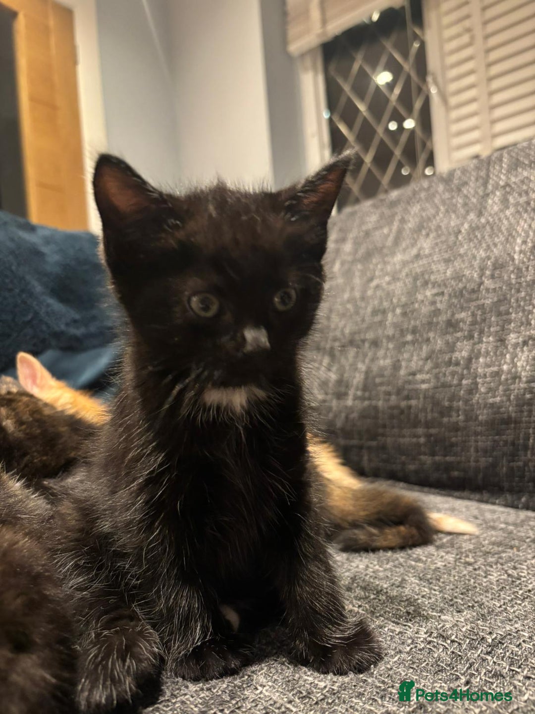 Mixed Breed cats for sale: **2 kittens left*** Beautiful litter - Image 3
