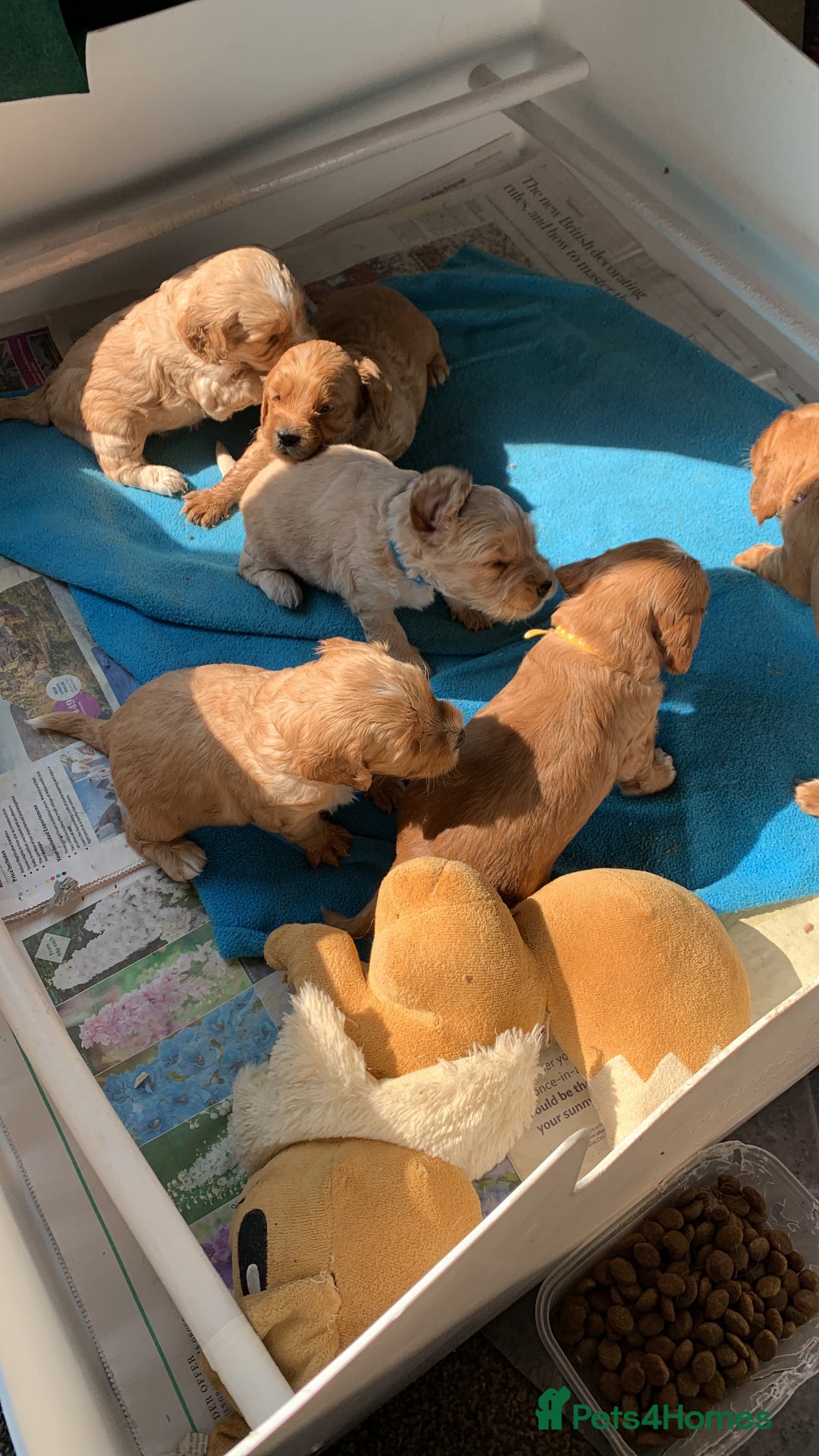 Cockapoo dogs for sale: Cockapoo puppies - Image 24