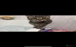 American Shorthair cats for sale: Loki male  - Advert 3