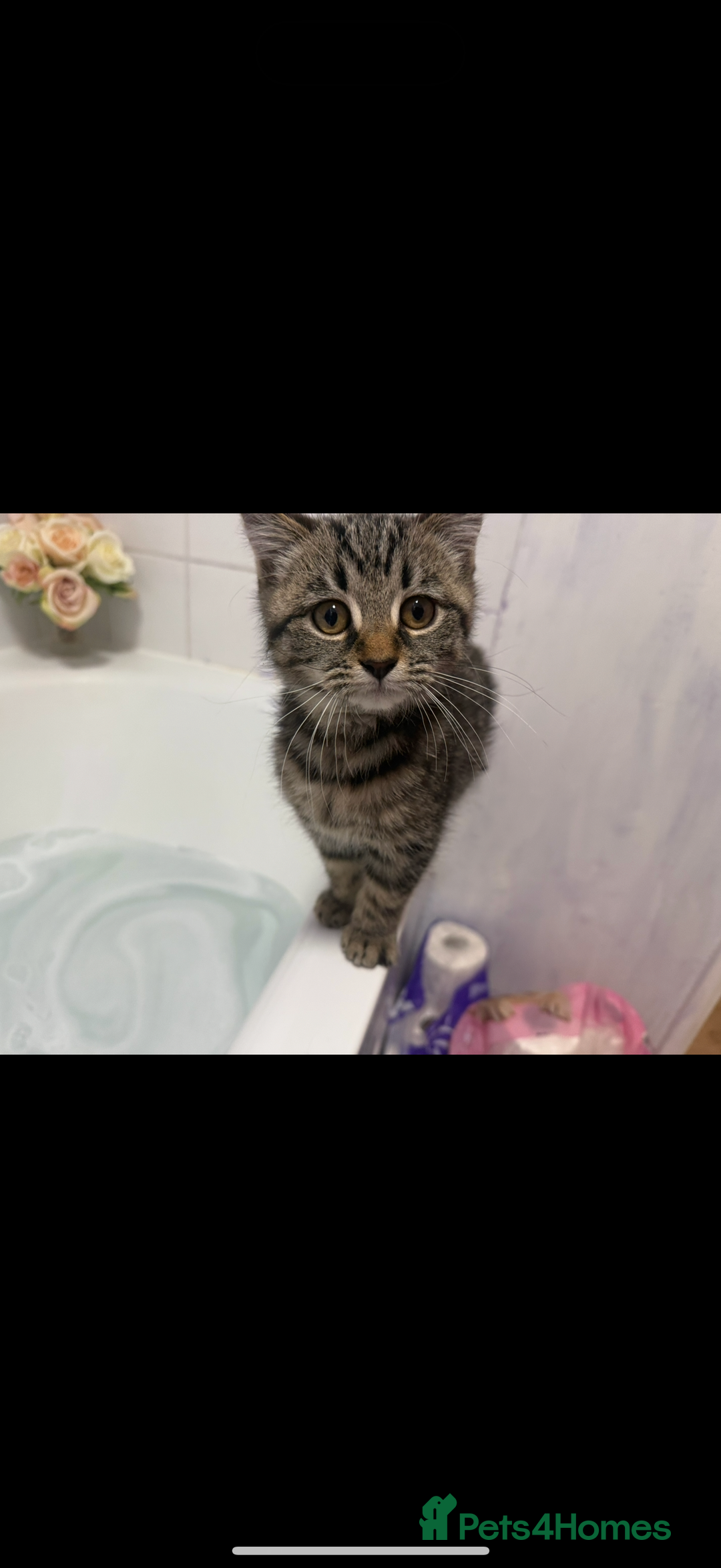 American Shorthair cats for sale: Loki male  - Advert 3