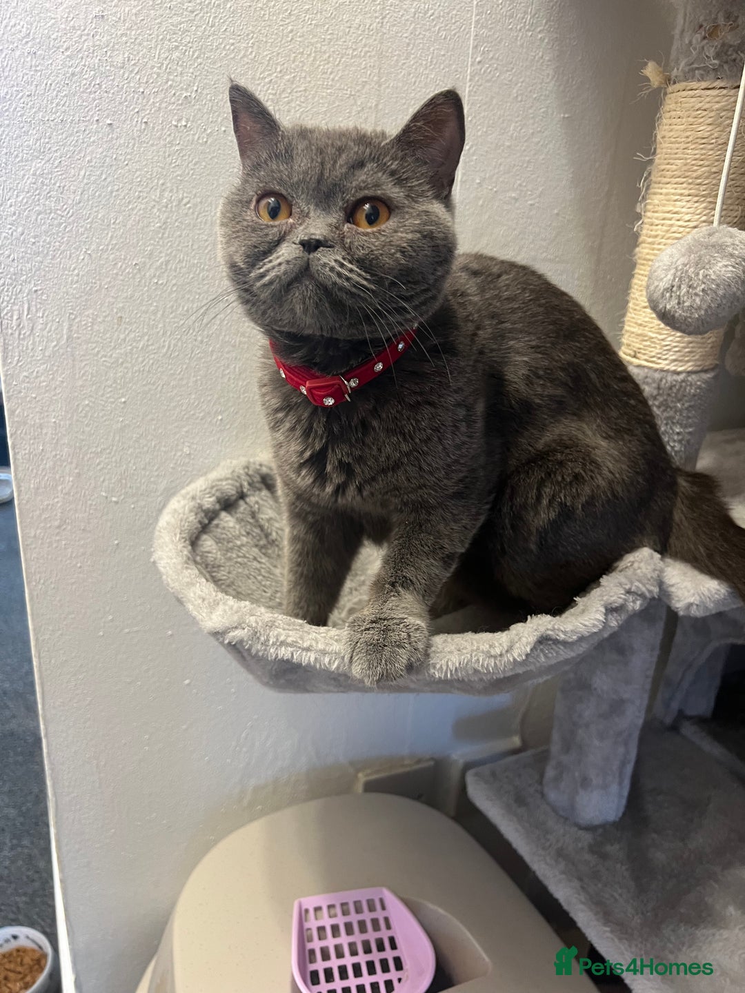 Mixed Breed cats for sale: kittens looking for a new home - Advert 9