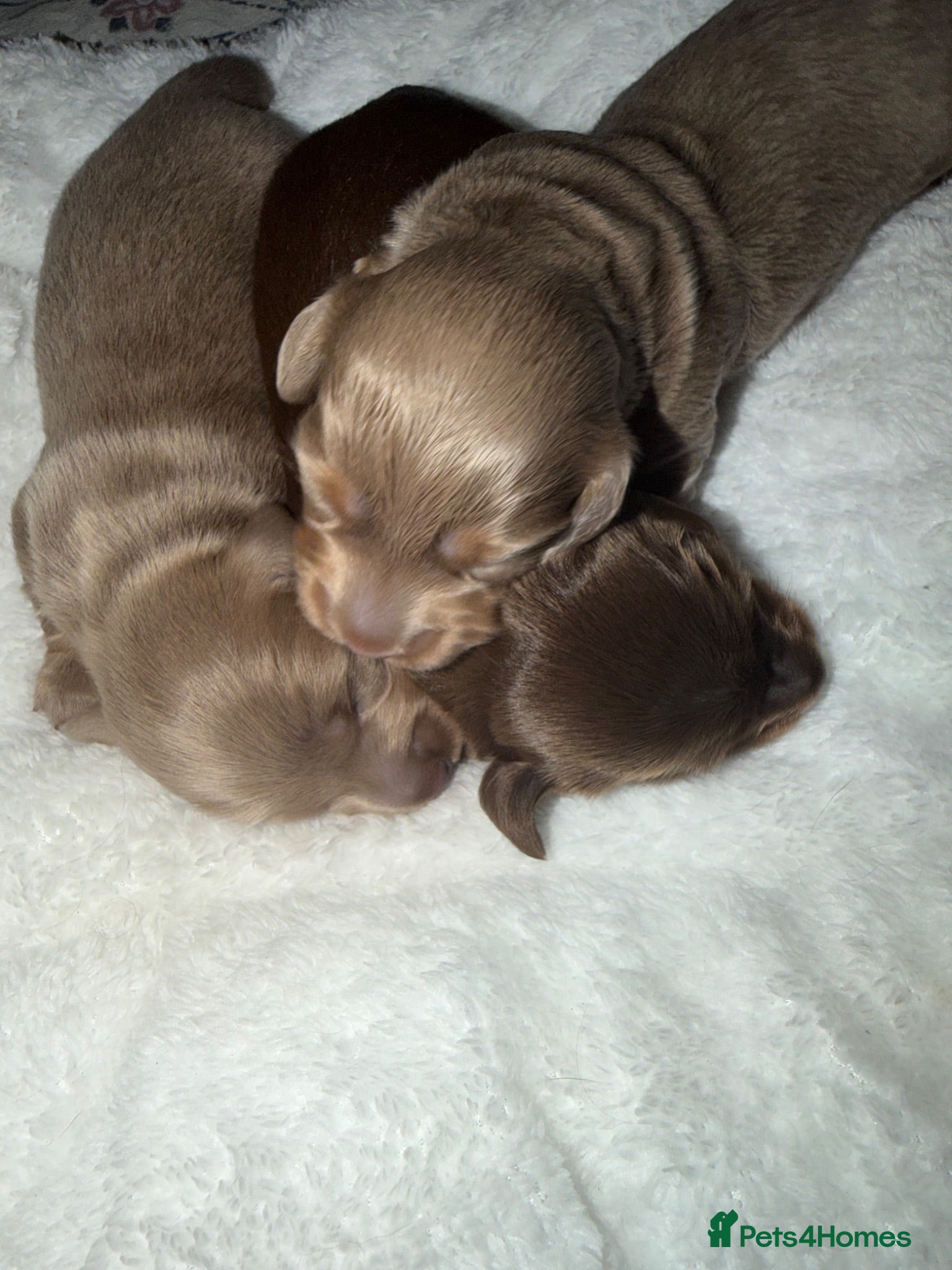 Miniature Dachshund dogs Long haired miniature dachshund x3 male - Advert 1