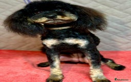 Miniature Poodle dogs for adoption: Lucy: The Little Poodle  - Image 2