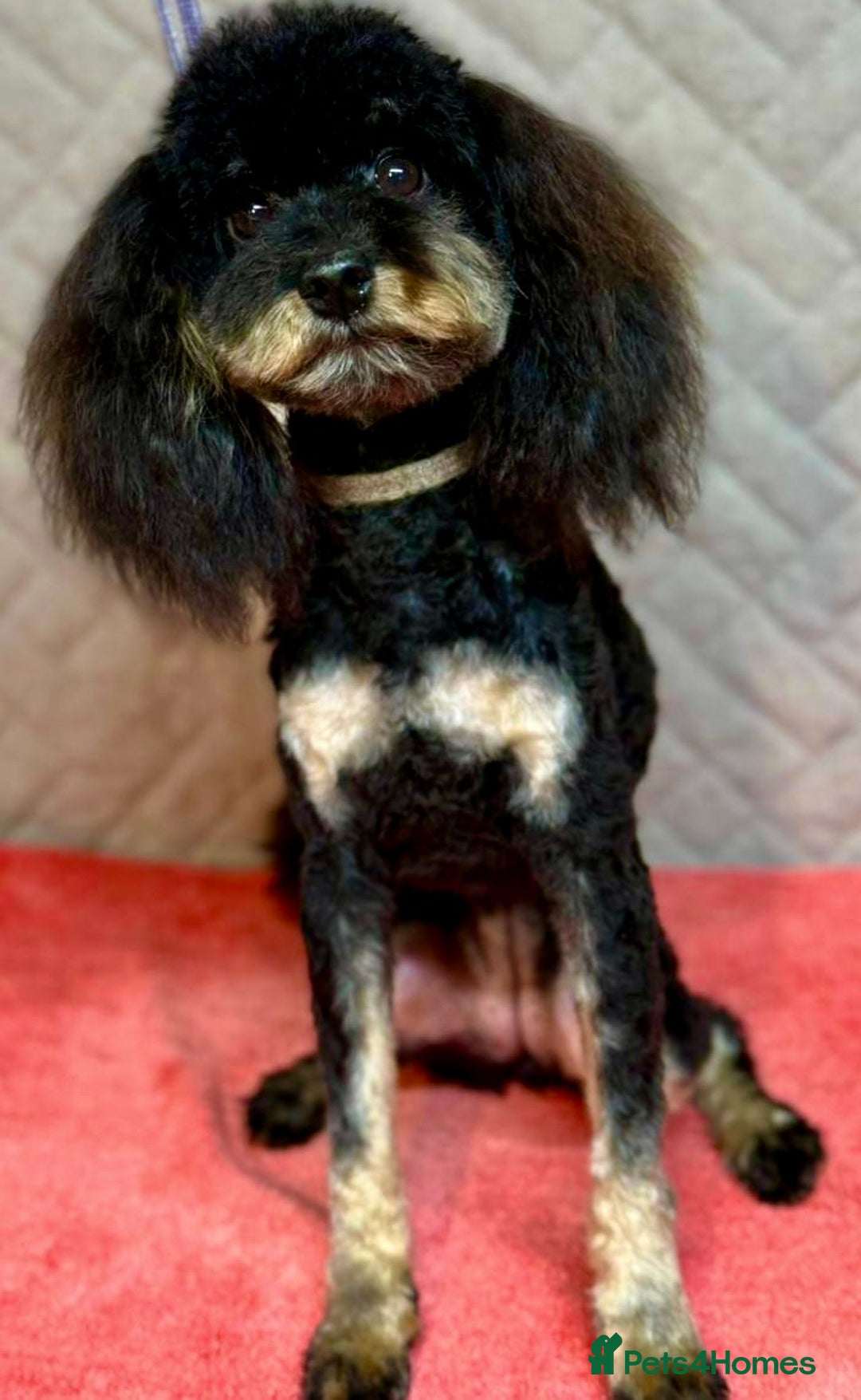 Miniature Poodle dogs for adoption: Lucy: The Little Poodle  - Image 2