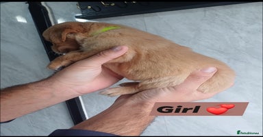 Labrador Retriever dogs - Advert 5