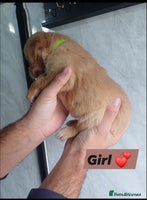 Labrador Retriever dogs - Advert 5