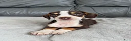 Mixed Breed dogs for sale: CHI SPANIEL PUPPIES READY 5th SEP - Advert 6