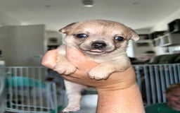 Chihuahua dogs for sale: Tiny chihuahua puppies  - Image 9