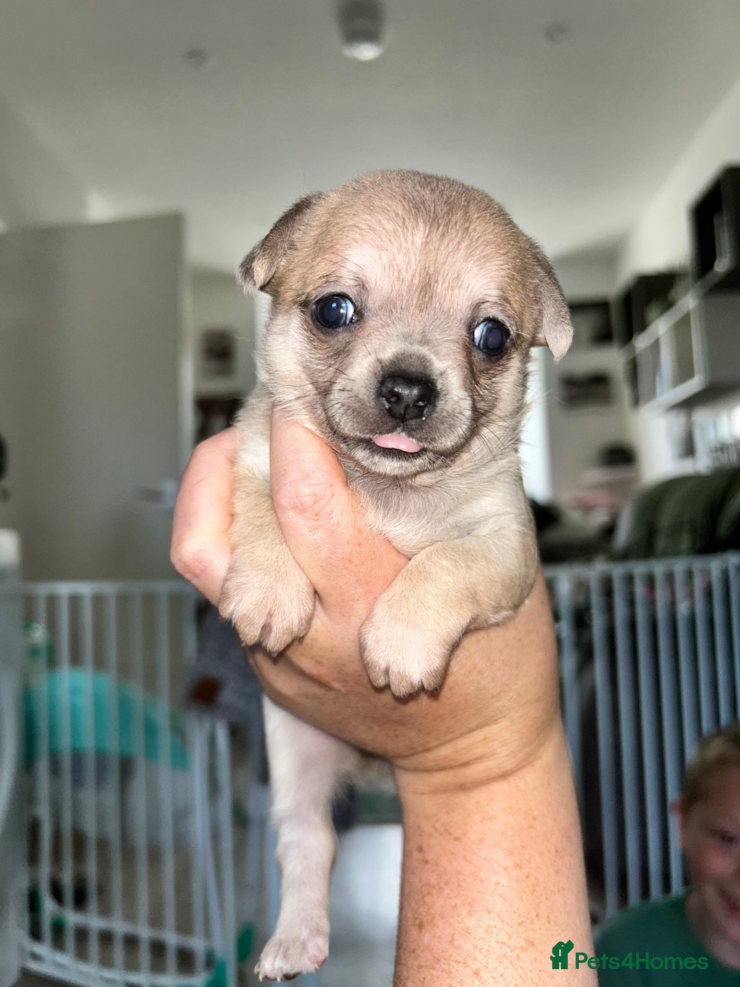 Chihuahua dogs for sale: Tiny chihuahua puppies  - Image 9