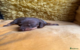Miniature Dachshund dogs for sale: Miniature Dachshund stunning puppies  - Image 27