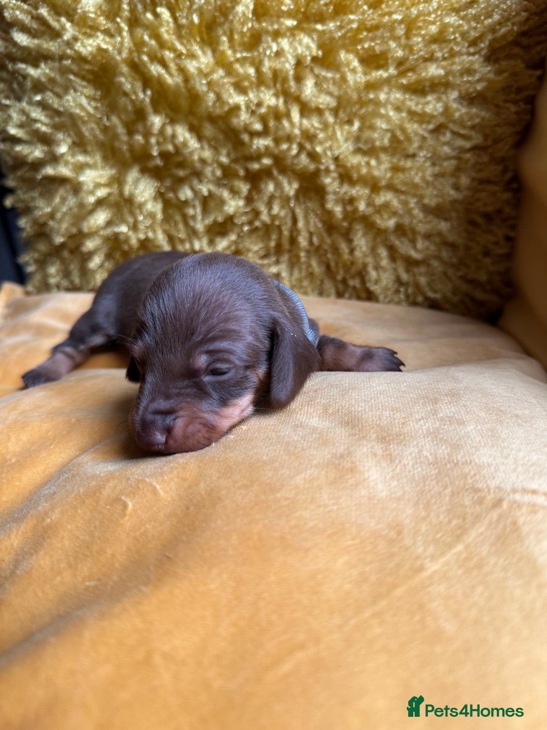 Miniature Dachshund dogs for sale: Miniature Dachshund stunning puppies  - Image 27