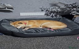 Japanese Shiba Inu dogs for sale: Female shiba inu - Image 2