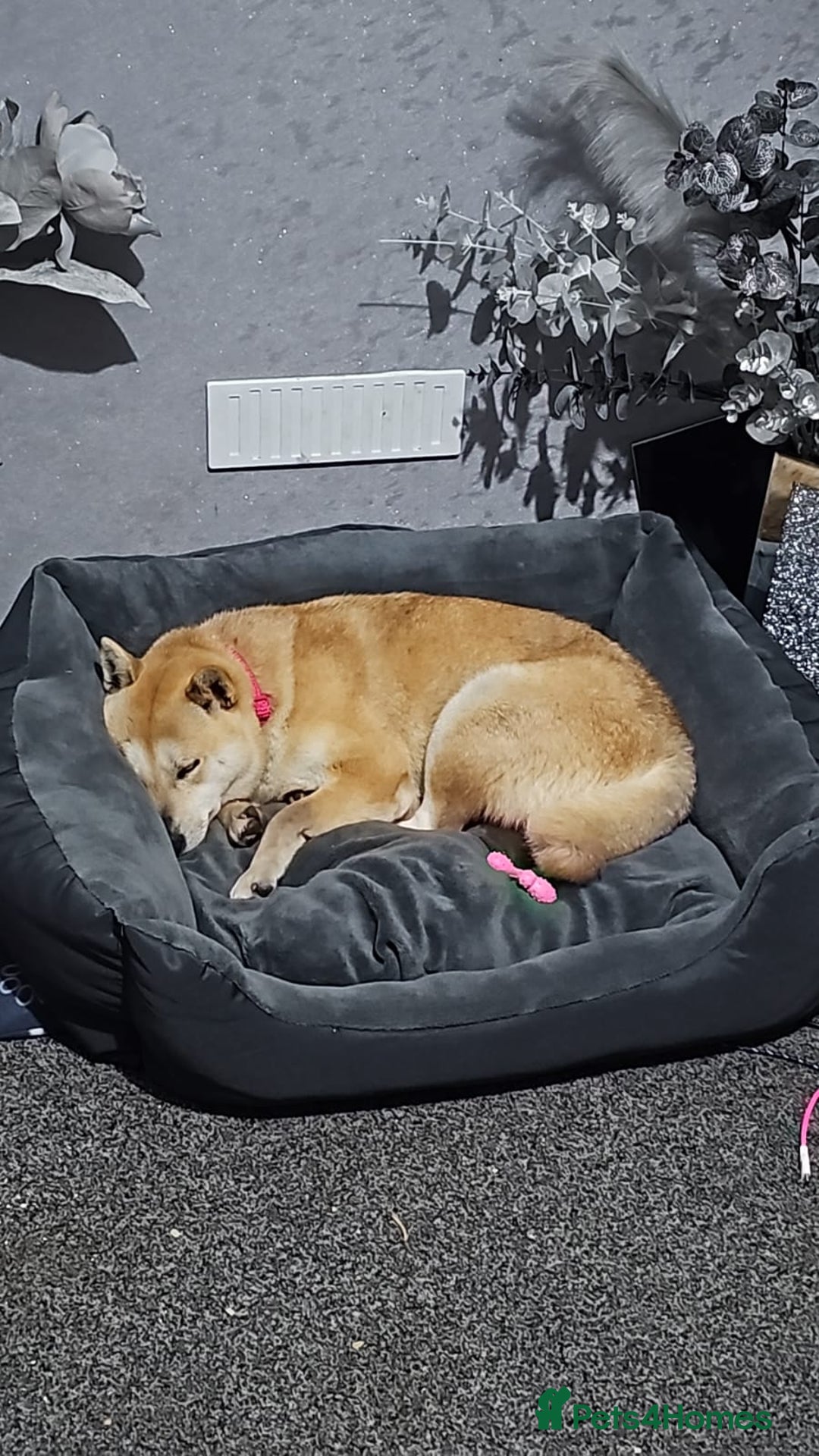 Japanese Shiba Inu dogs for sale: Female shiba inu - Image 2