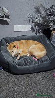 Japanese Shiba Inu dogs - Advert 1