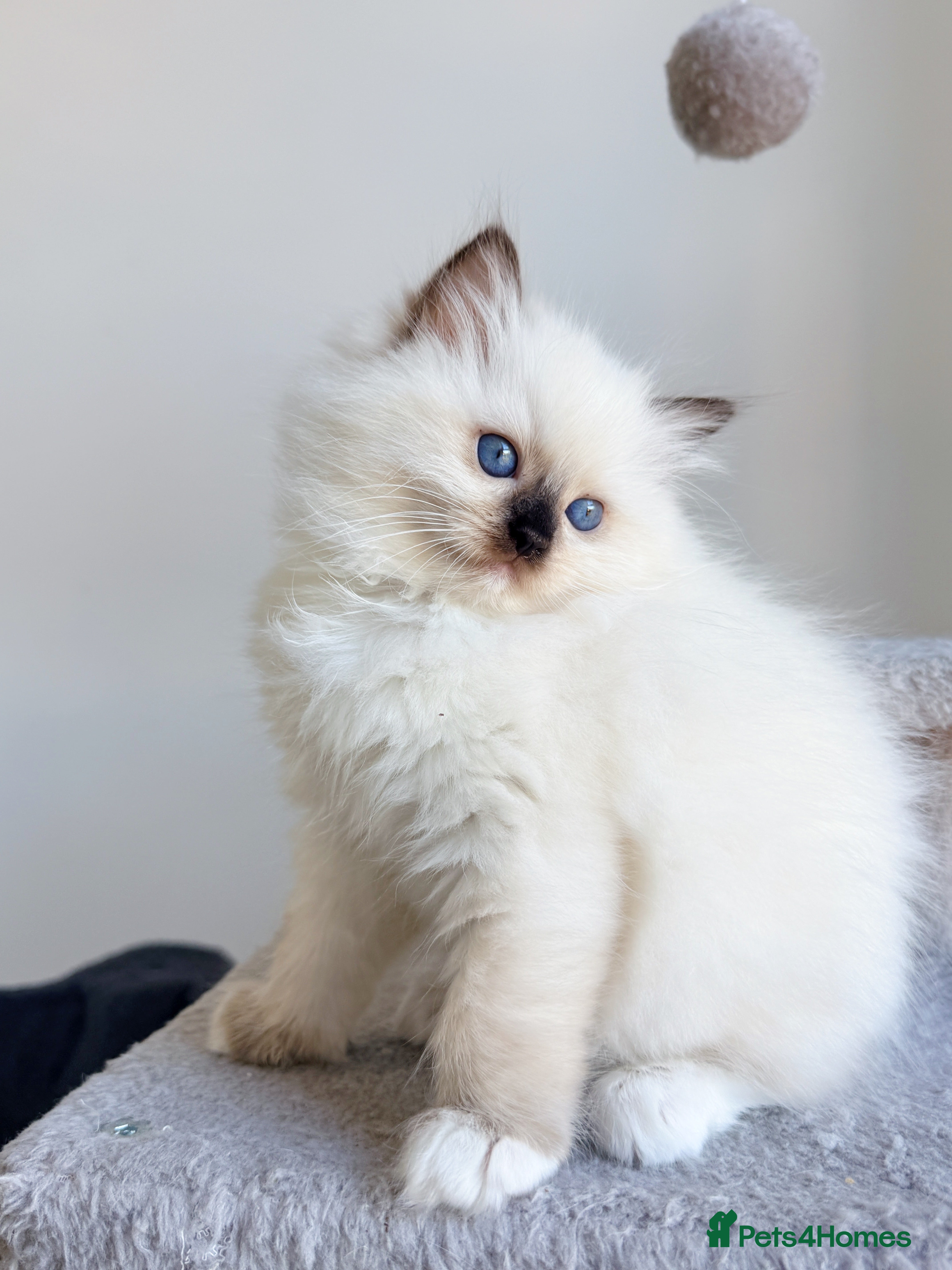 Ragdoll cats 💕 Only One Girl Remaining – Point-Mitted Female - Advert 1
