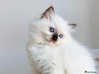Ragdoll cats 💕 Only One Girl Remaining – Point-Mitted Female - Advert 2