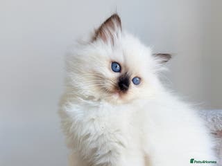 Ragdoll cats 💕 Beautiful Female Ragdoll 💕 - Advert 18