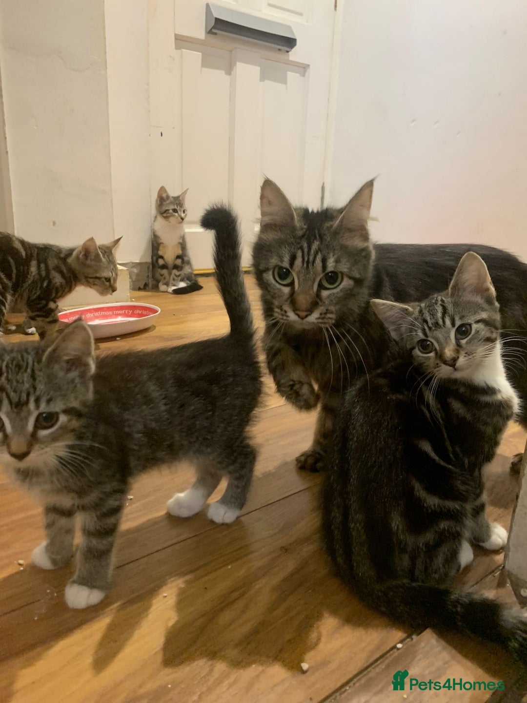 Maine Coon cats for sale: Adorable Kittens - Image 21