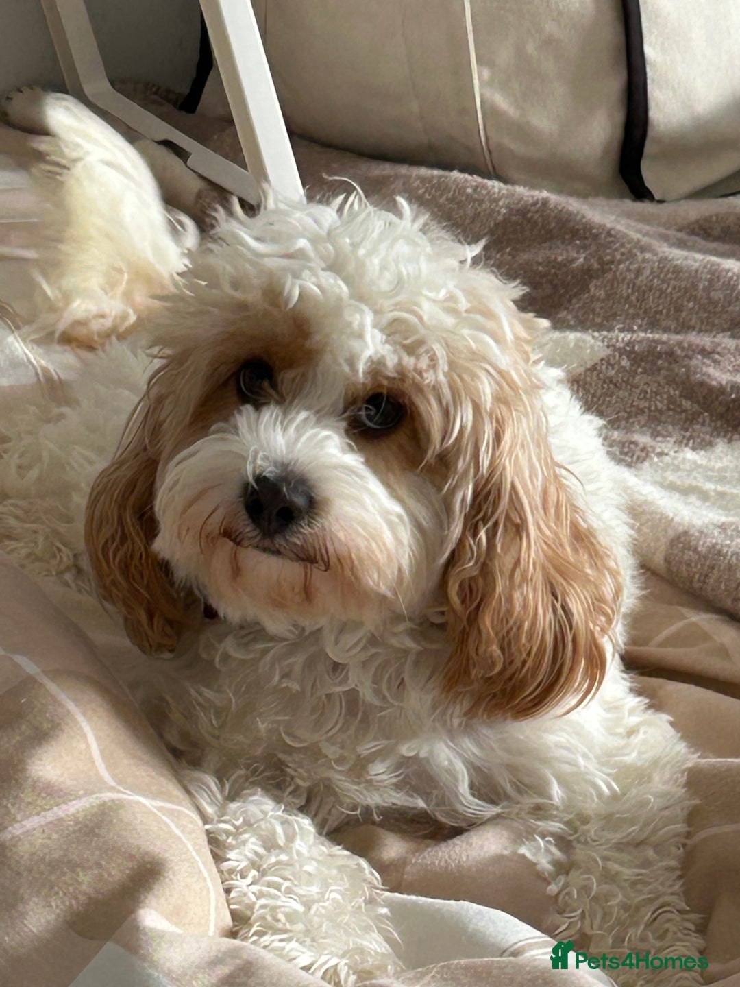 Cavapoo dogs for sale: Cavapoo boys from health tested parents  - Advert 14