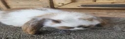 French Lop rabbits for sale: Giant french lops  - Advert 6