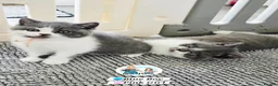 British Shorthair cats for sale: Only 2 girls left-large kitten pack-sweet girls - Advert 9