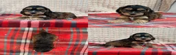 Cockapoo dogs for sale: STUNNING COCKAPOO PUPPIES READY NOW  - Advert 18