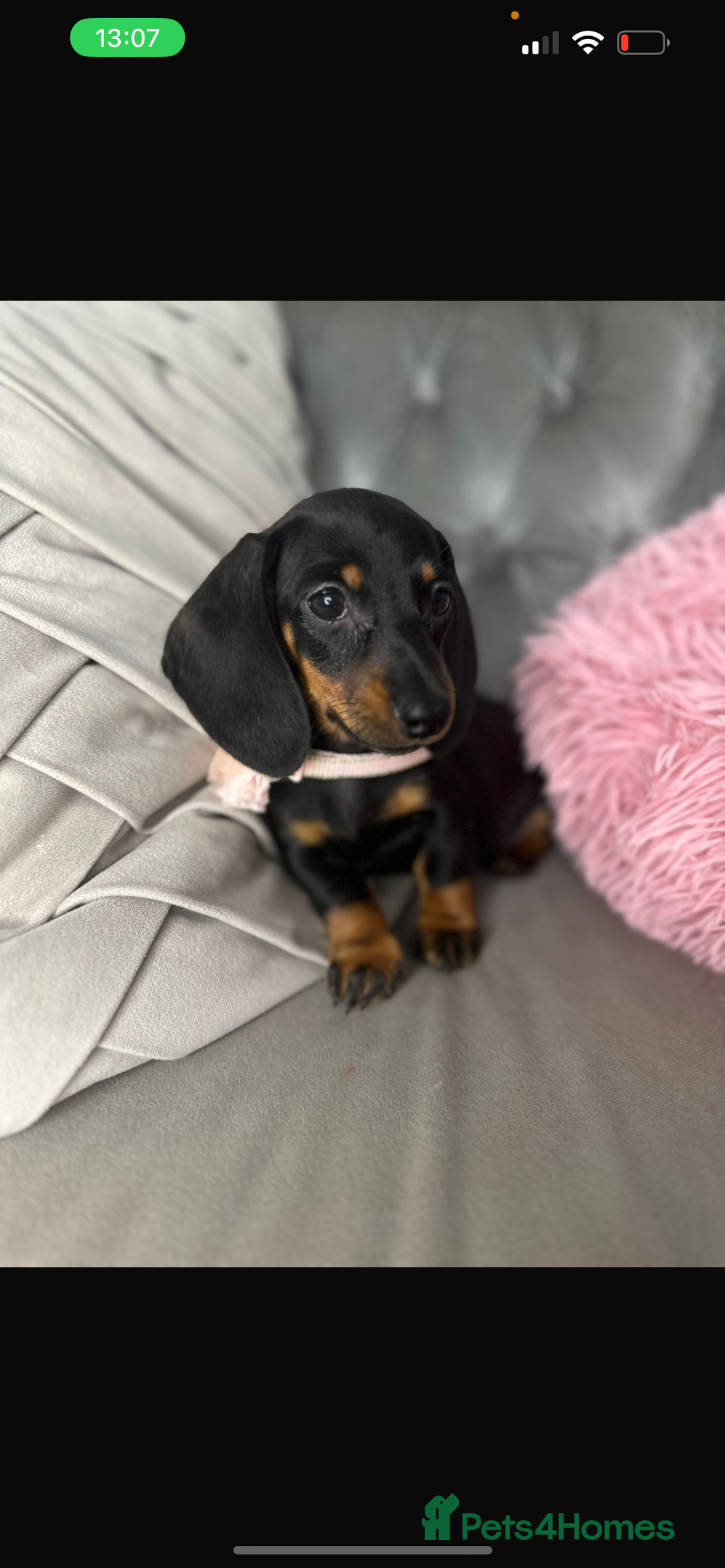 Miniature Dachshund dogs for sale: Miniature dachshund puppies   - Image 1