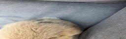 Mini Lion Lop rabbits for sale: Mini lion lop - Advert 5