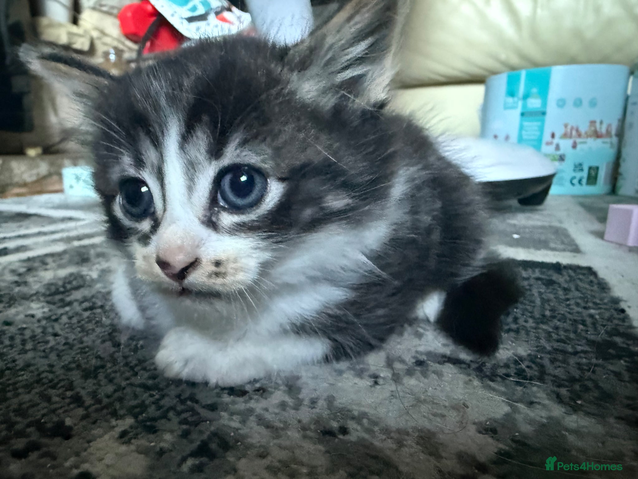 Mixed Breed cats Ragdoll x calico  - Advert 15