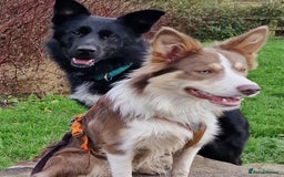Border Collie dogs for sale: Stunning border collie puppies  - Image 4