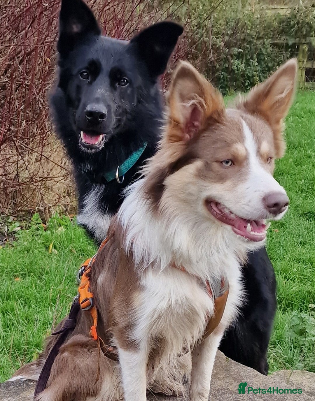 Border Collie dogs for sale: Stunning border collie puppies  - Image 4