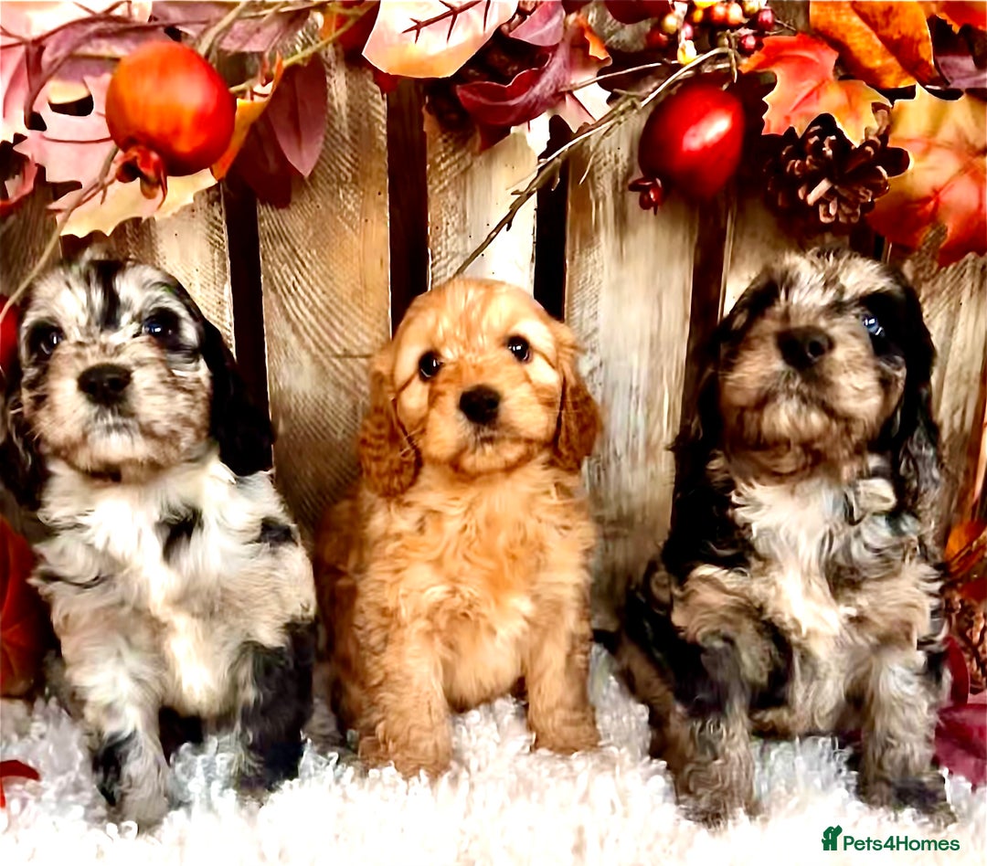 Cockapoo dogs for sale: Quality Cockapoo Puppies Blue Merle / Golden  - Advert 10