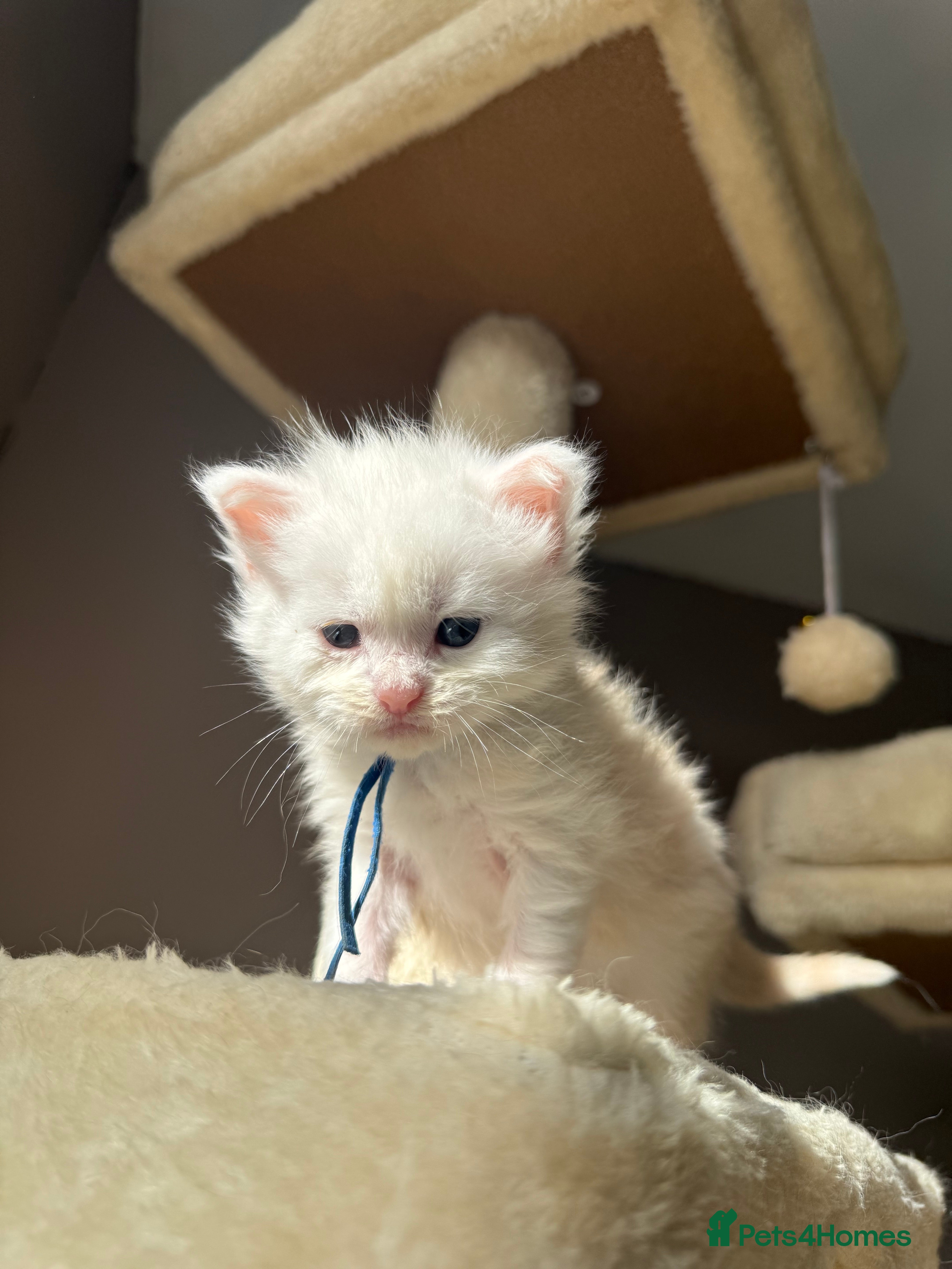 Maine Coon cats LAST MALE KITTEN RED SILVER SHADED - Advert 1