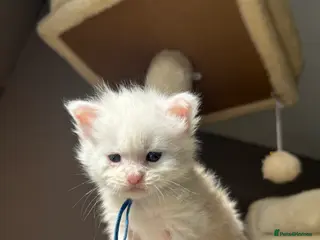 Maine Coon cats LAST MALE KITTEN RED SILVER SHADED - Advert 1