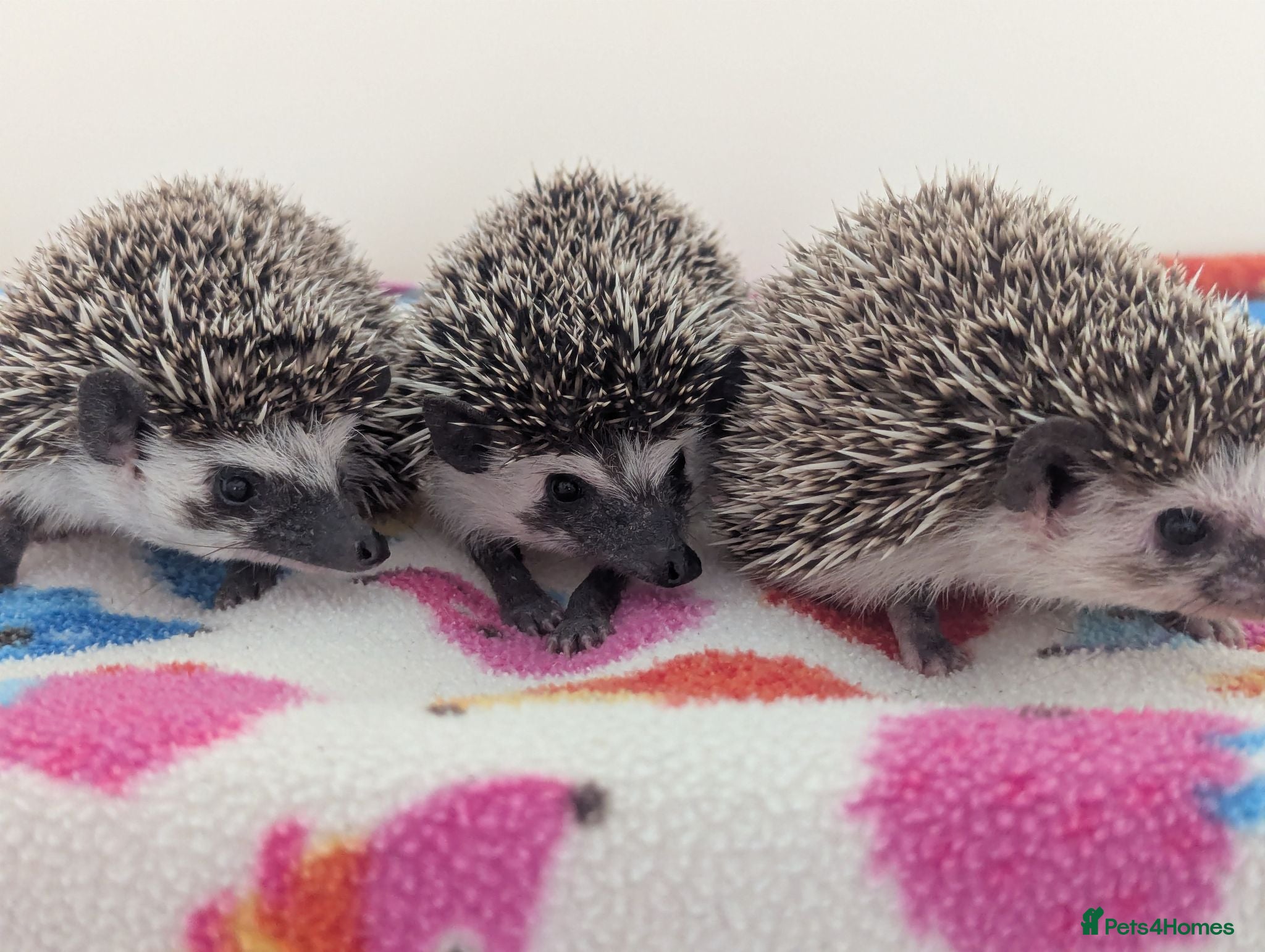 Pygmy Hedgehog rodents 10 Week Old Baby Hoglets only £190!!!! - Advert 1